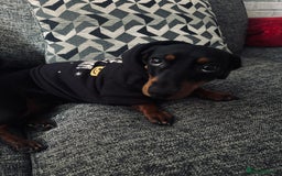 Miniature Dachshund dogs for sale: Spooky the miniature dachshund - Image 4