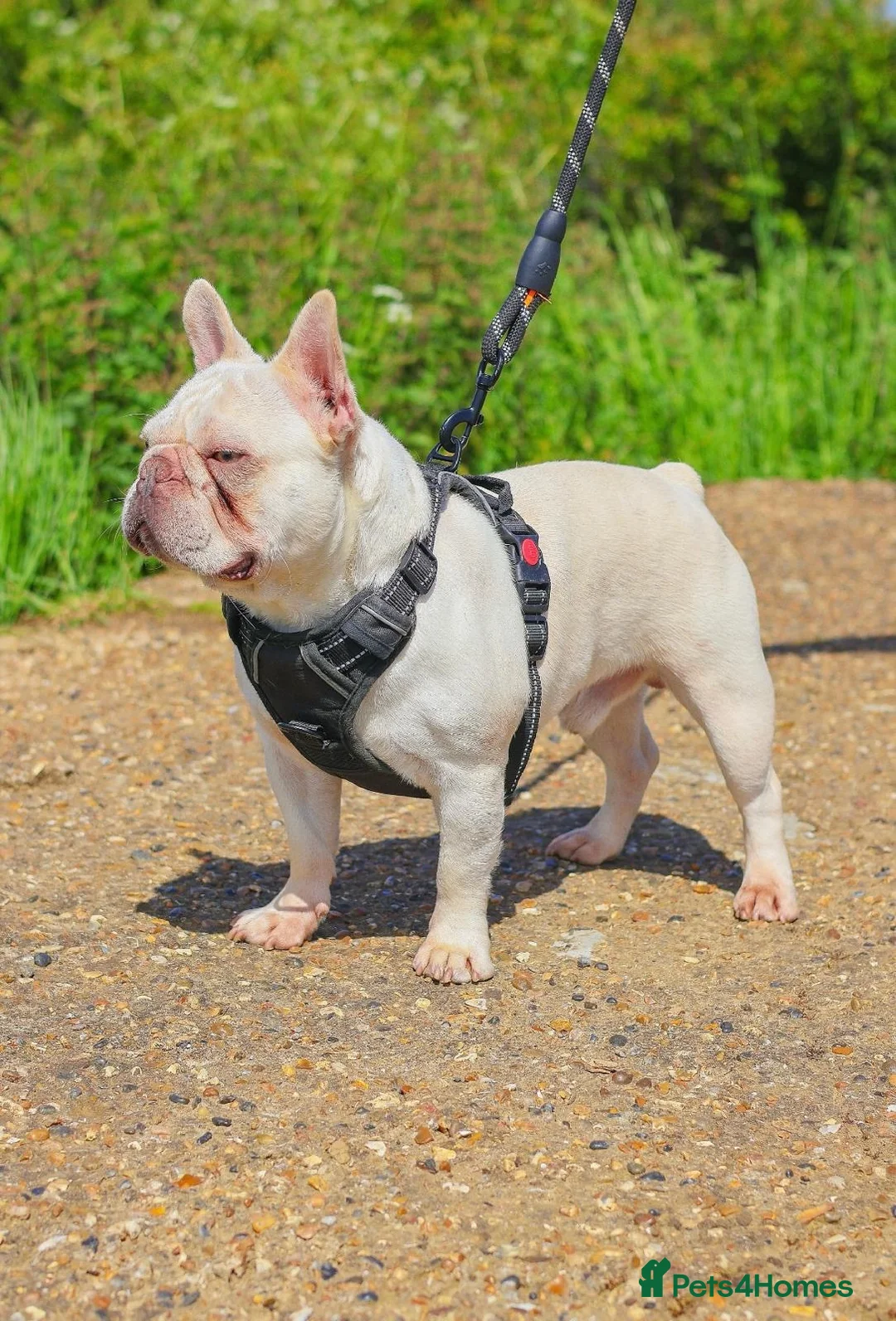 French Bulldog dogs for stud: Lilac tan pink testable fluffy French bulldog stud in Basildon - Advert 5