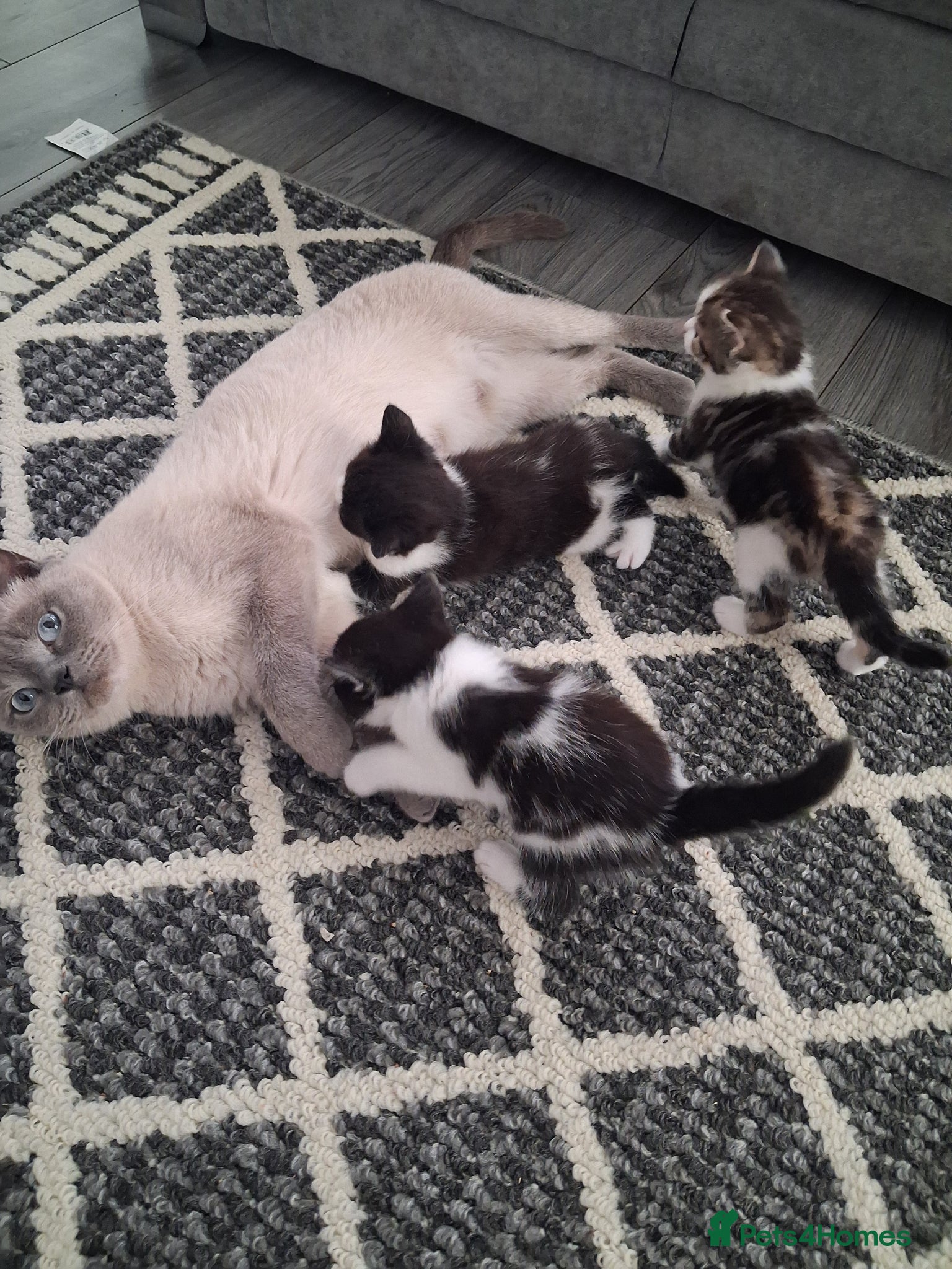 British Shorthair cats British Shorthair kitten  - Advert 4