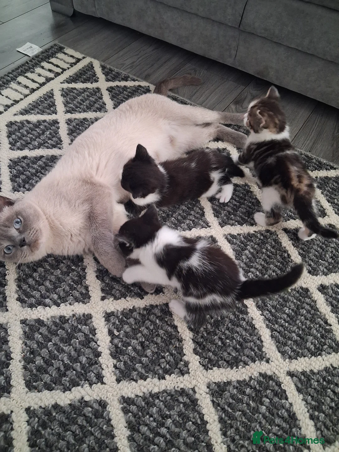 British Shorthair cats for sale: British Shorthair kitten  in West Bromwich - Advert 1