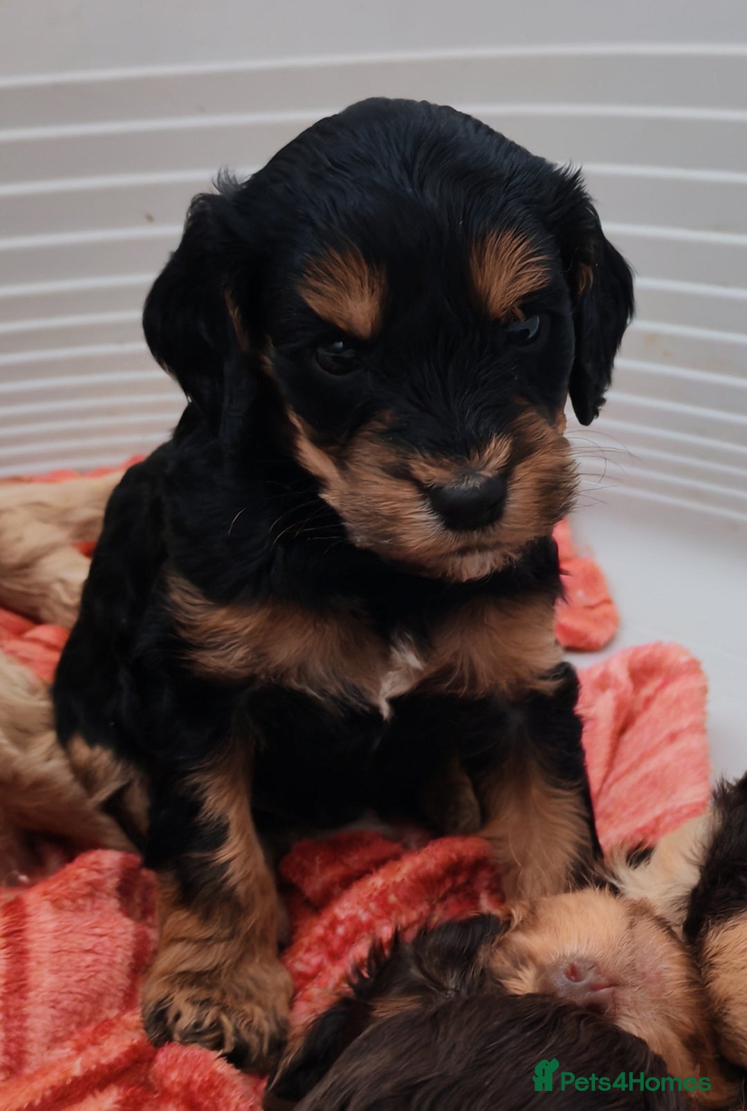 Cockapoo dogs for sale: Beautiful Phantom cockerpoo puppies  - Image 3