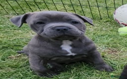Staffordshire Bull Terrier dogs for sale: Staffordshire Bull Terrier Puppies - Image 3