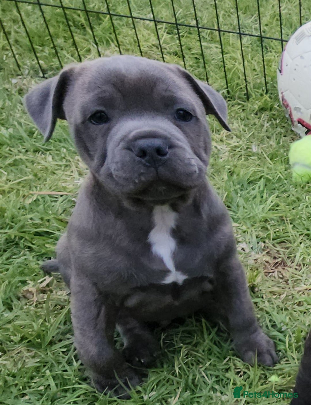 Staffordshire Bull Terrier dogs for sale: Staffordshire Bull Terrier Puppies - Image 3