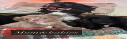 Chihuahua dogs for sale: Long Coat Russian bloodline Chihuahua - Advert 11