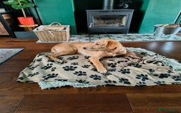 Golden Retriever dogs for sale: 6 month old golden retriever  - Image 10