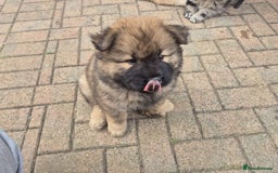 Chow Chow dogs for sale: 🩷🩵ONLY THREE GIRL chow chows left ready to go🩵 - Image 4