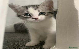 Maine Coon cats for sale: Silver spotted tabby & white girl kitten  - Image 1