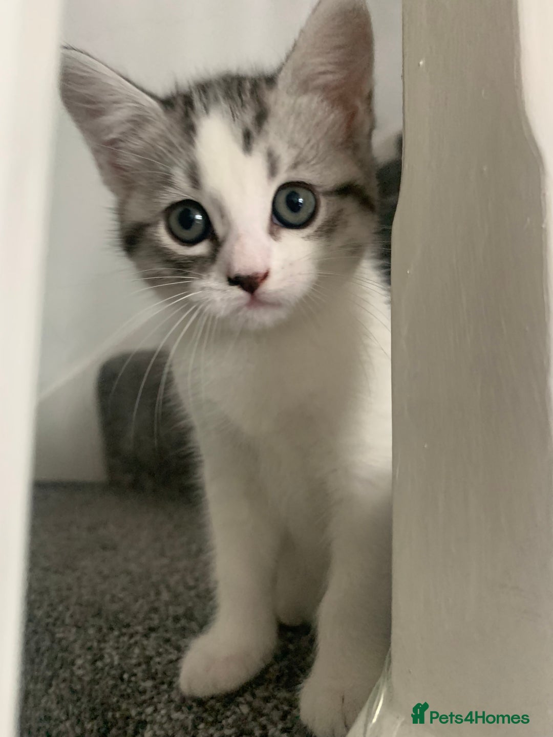 Maine Coon cats for sale: Silver spotted tabby & white girl kitten  - Image 1