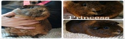 Guinea Pig rodents for sale: Guinea Pigs - Advert 2