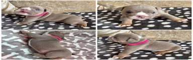 English Bulldog 2