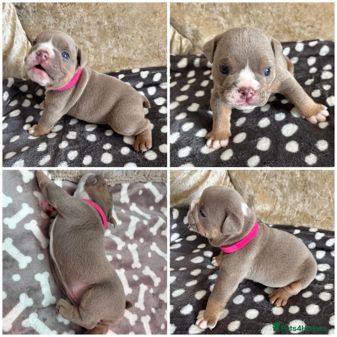 English Bulldog dogs for sale: English Bulldog Puppies – 5 Girls & 2 Boys - Advert 40