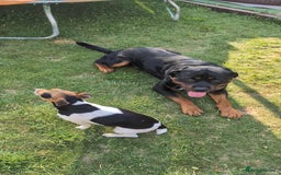 Jack Russell dogs for sale: 2yr old JRT **PLEASE read description** - Image 8