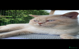 British Shorthair cats for sale: Exceptional Champion Pedigree Stud TICA/GCCF Reg - Image 2