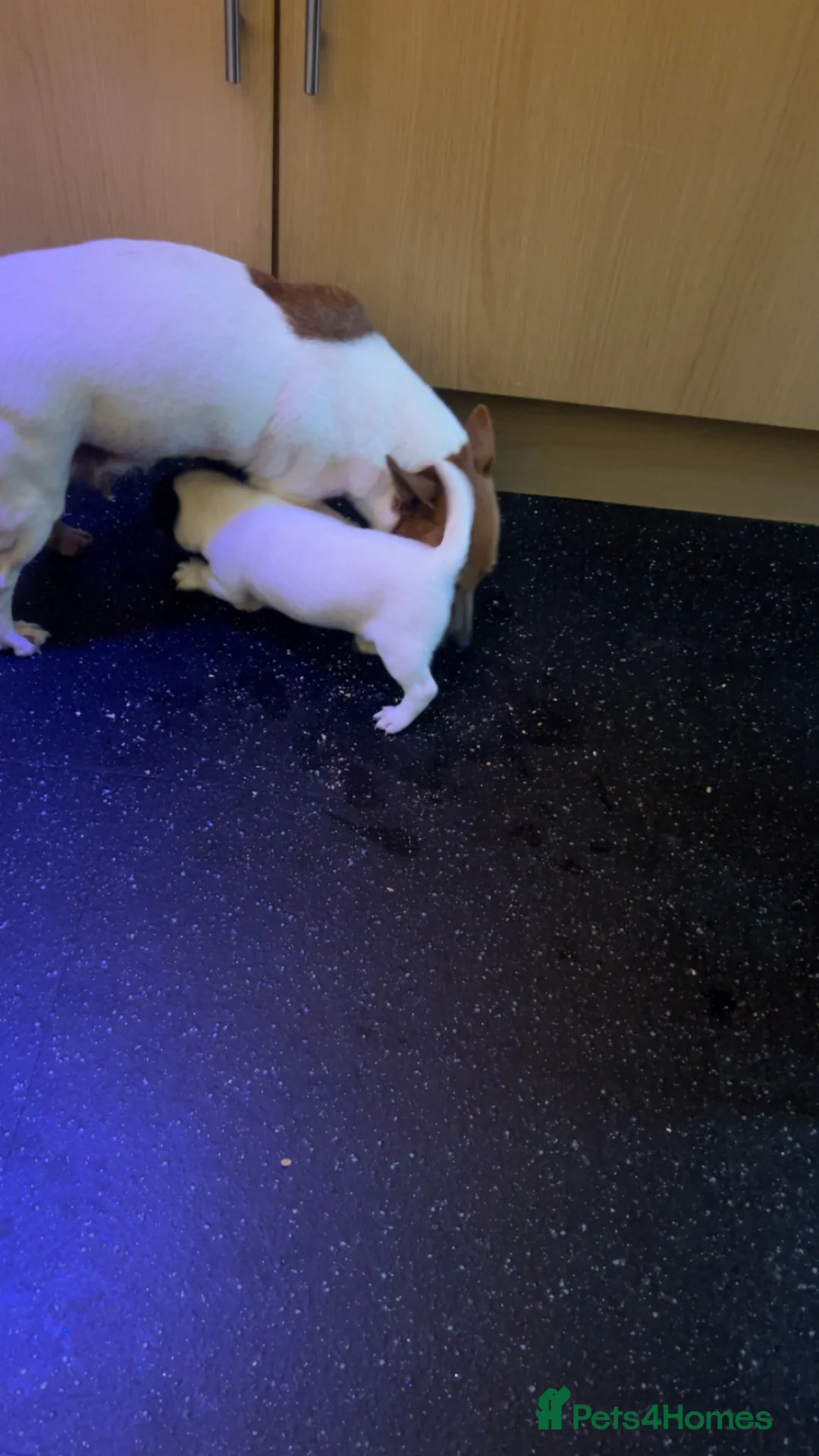 Jack Russell dogs for sale: Jack Russell pup  - Advert 1