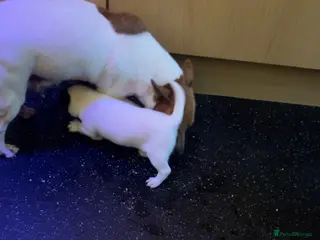 Jack Russell dogs Jack Russell pup - Advert 4