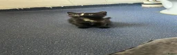 Mixed Breed cats for sale: Kittens - Advert 7