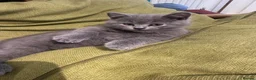 British Shorthair cats for sale: Brithish shorthair kittens ready to go  - Advert 4