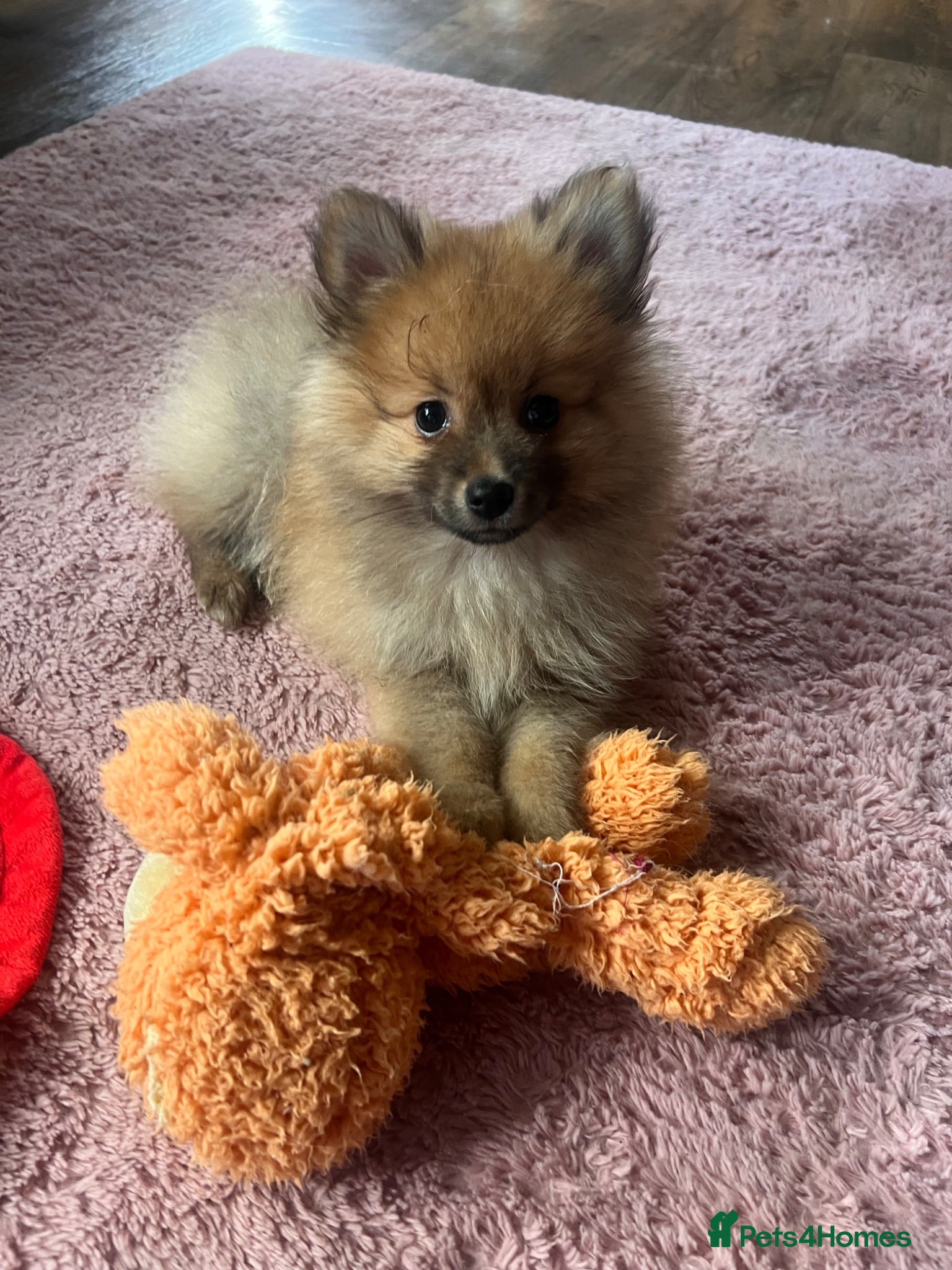 Pomeranian dogs Pomeranian Puppies - Advert 1