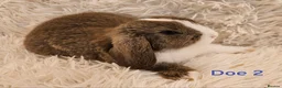 Mini Lop rabbits for sale: READY TO COLLECT from the 20th March 2026 - Advert 3