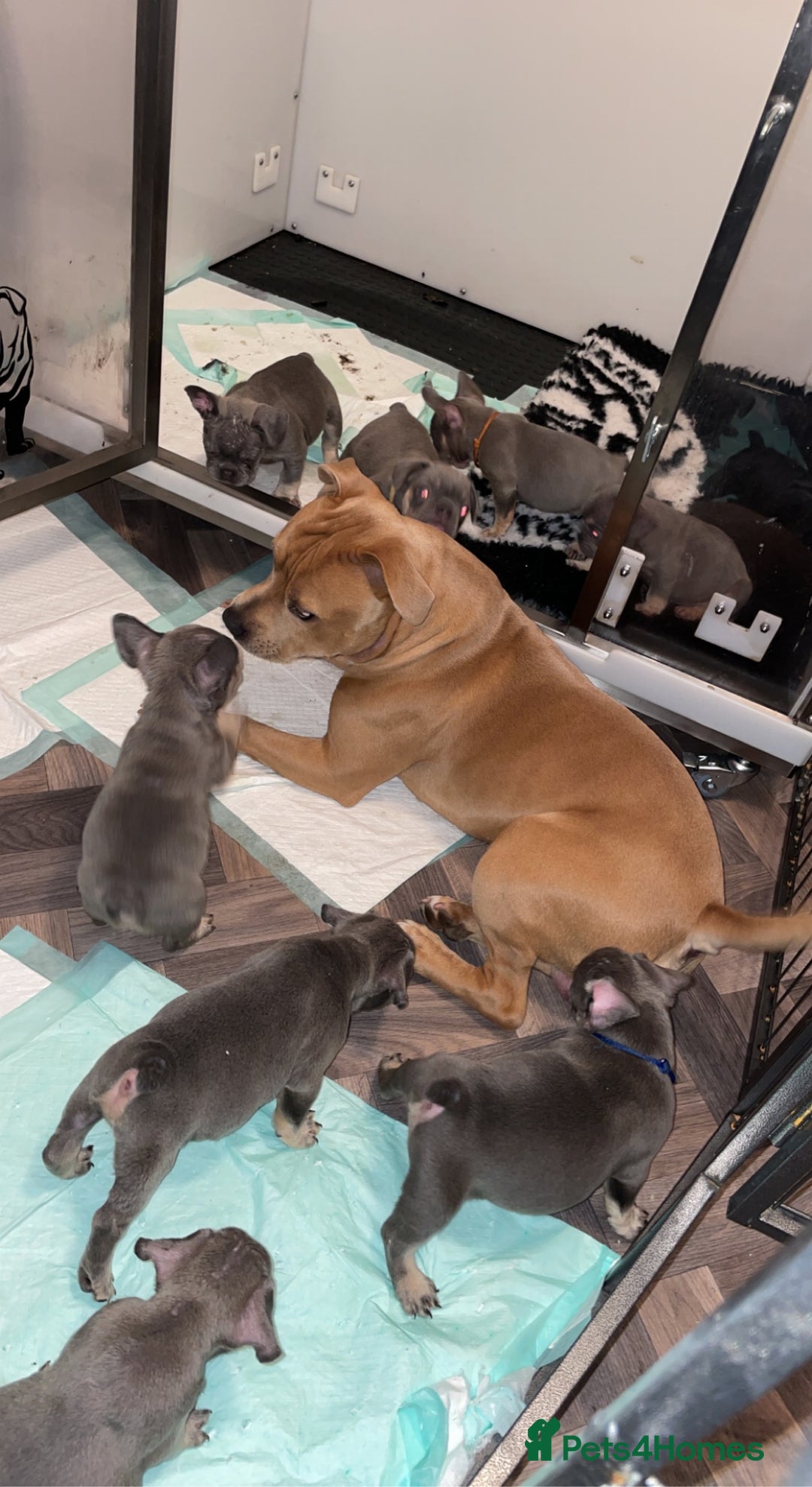 Staffordshire Bull Terrier dogs for stud: BLUE FAWN Staffordshire Bull Terrier Stud in Port Glasgow - Image 7