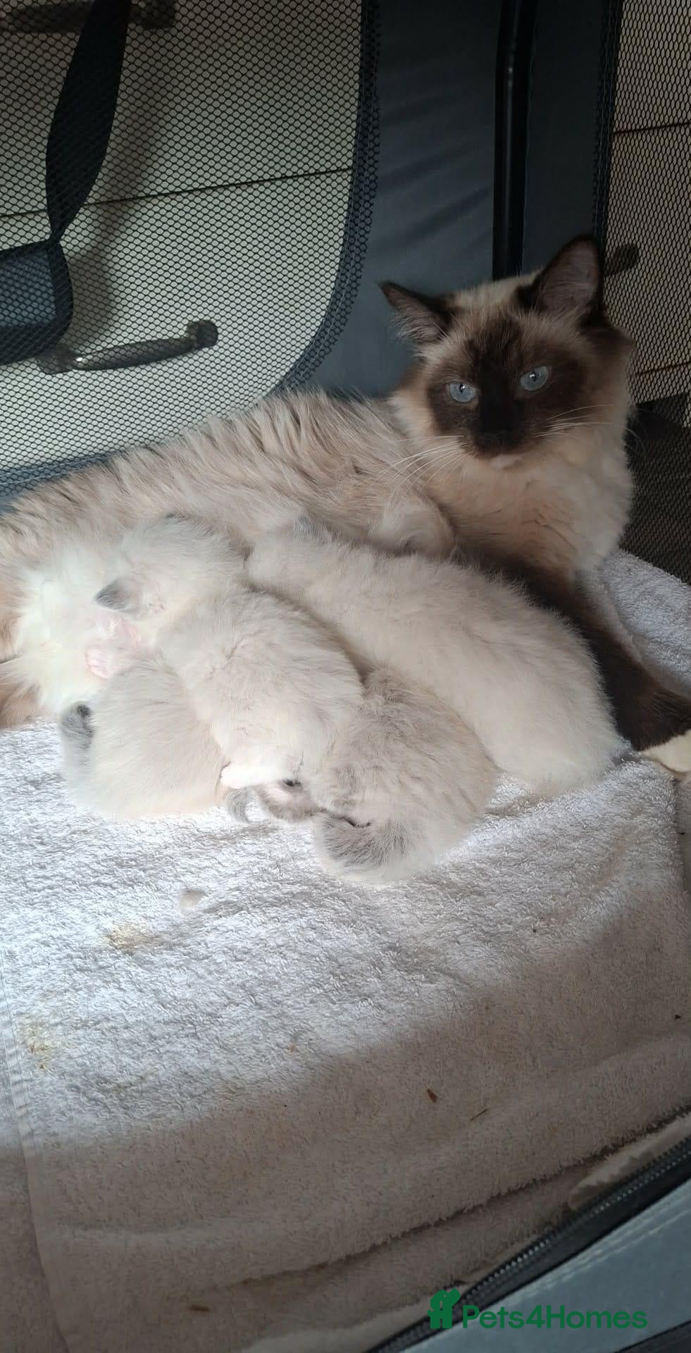 Ragdoll cats Beautiful Ragdoll kittens  - Advert 1
