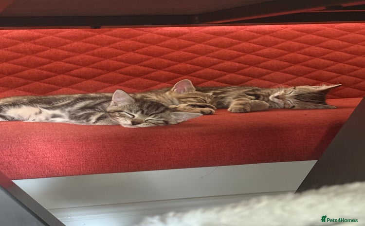 Mixed Breed cats - Advert 2