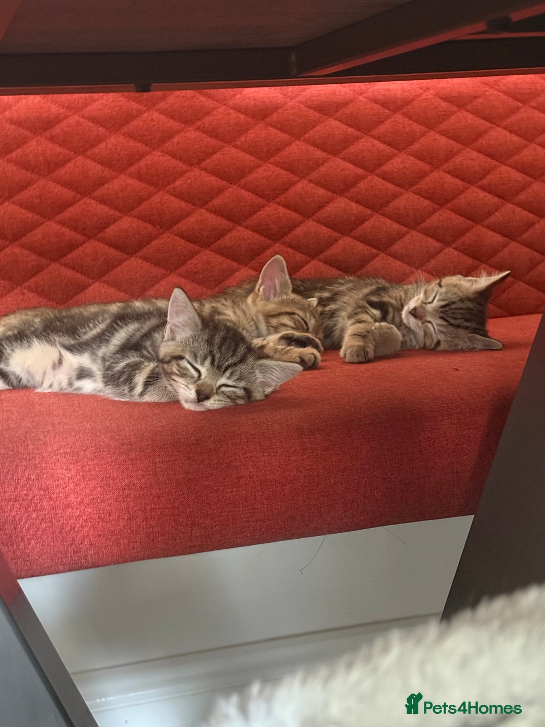 Mixed Breed cats for sale: British short hair/ragdoll mixed breed kittens  - Image 1