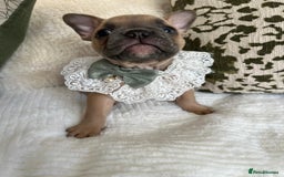 French Bulldog dogs for sale: Quality French Bulldog Puppies L4 carriers - Image 4
