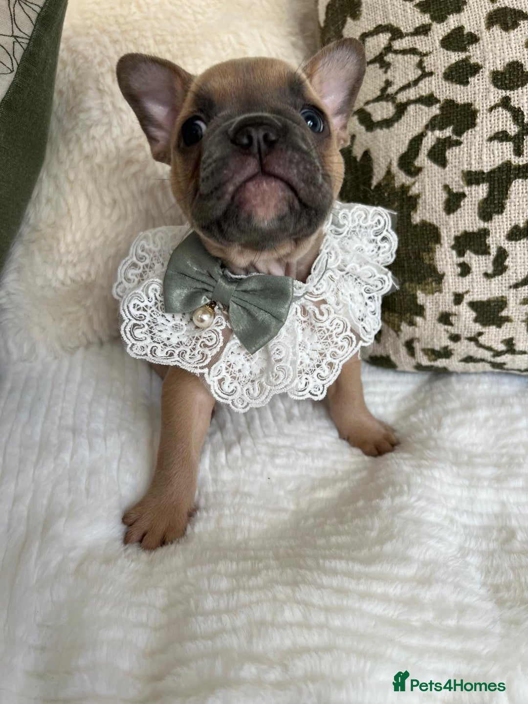 French Bulldog dogs for sale: Quality French Bulldog Puppies L4 carriers - Image 4