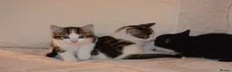 Mixed Breed cats for sale: 4 Beautiful Gentle Kittens for Sale - Advert 18