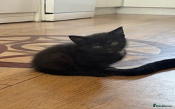 Bombay cats for sale: Black kittens for sale  - Image 5