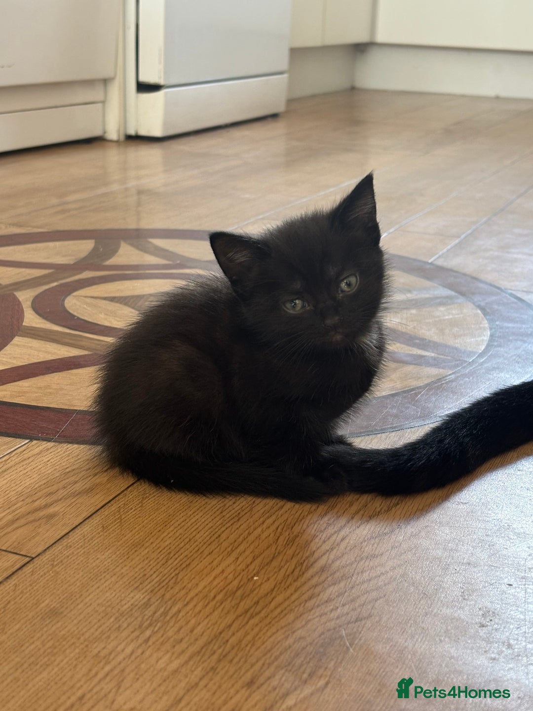Bombay cats for sale: Black kittens for sale  - Image 5