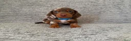 Dachshund dogs for sale: Miniature dachshund pups - Advert 7