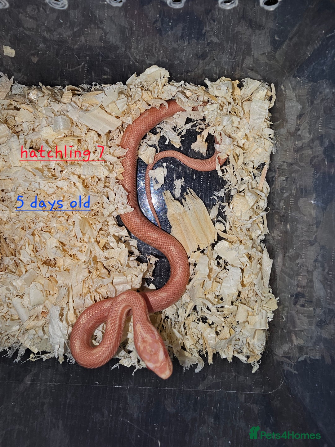 Corn Snake reptiles for sale: Beautiful corn snakes  - Image 21