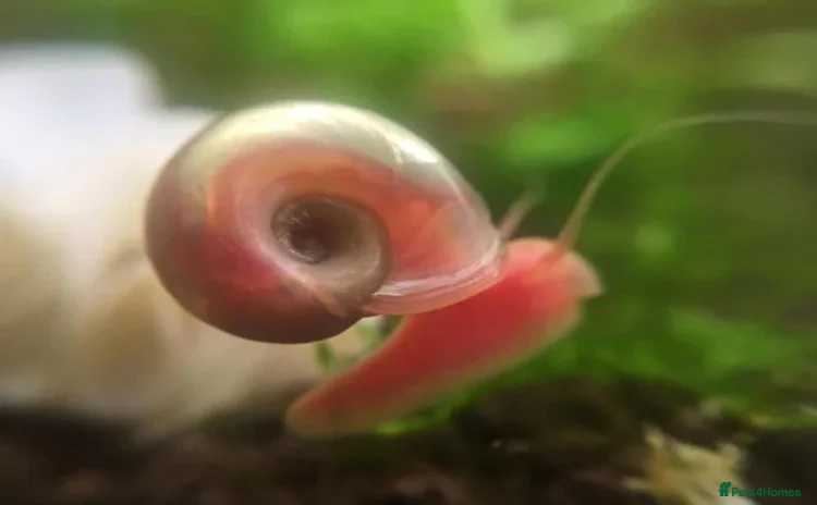Snails invertebrates - Advert 3