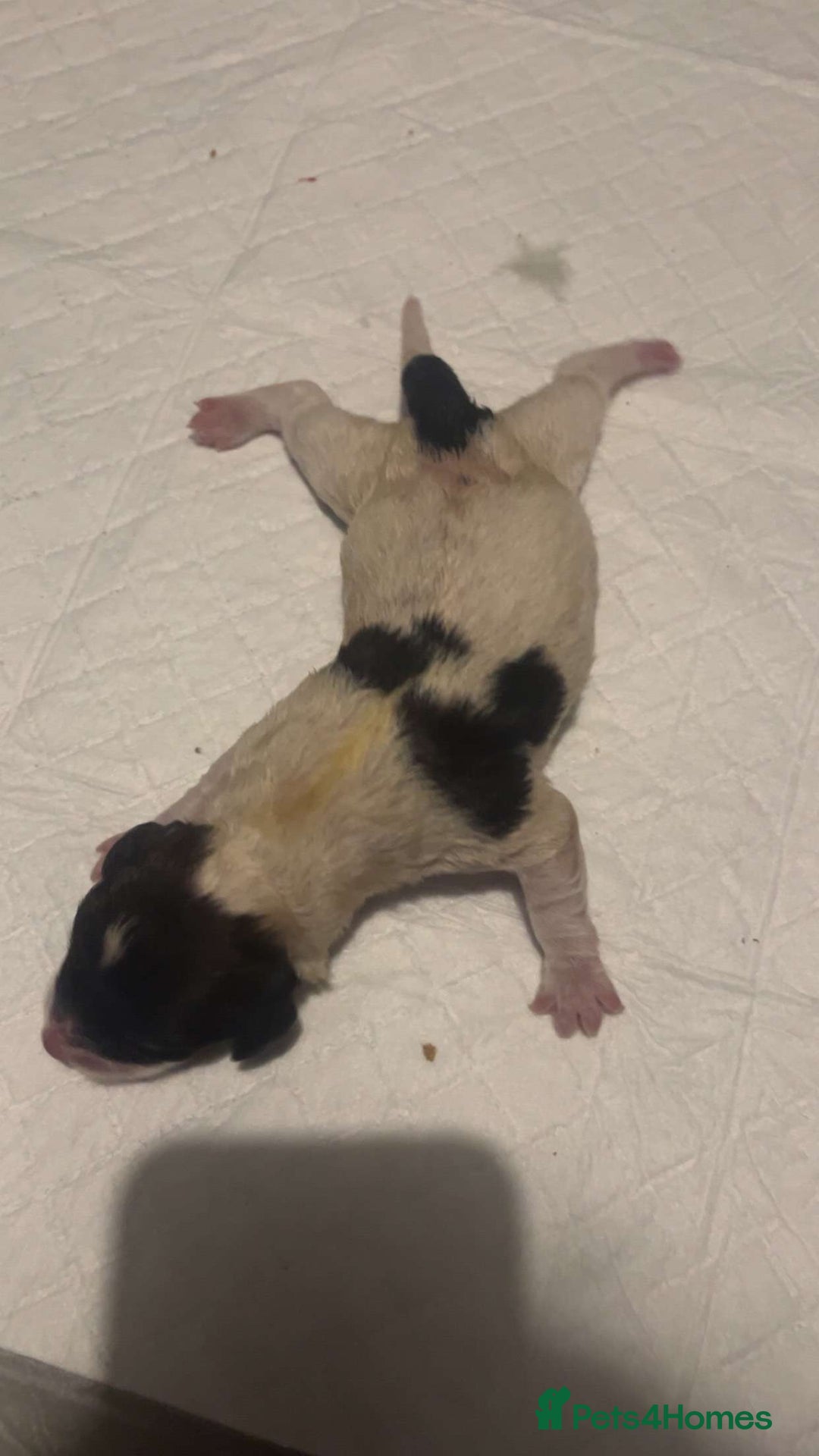Jackapoo dogs for sale: Jack Russell mix - Image 5