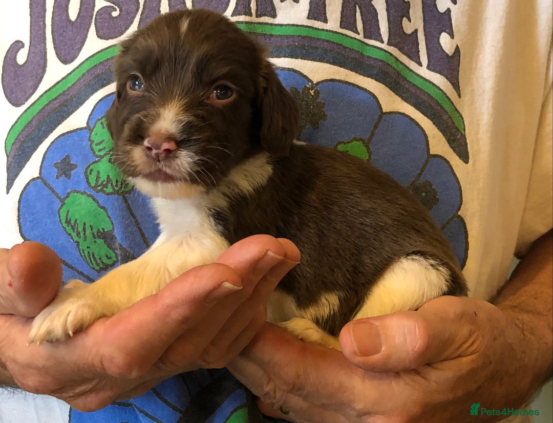 English Springer Spaniel dogs for sale: 5th Gen Springers: Purebred, 7th litter, 36 total - Image 24