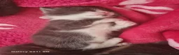 Russian Blue cats for sale: Kittens for sale - Advert 5