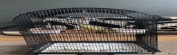 Ringnecks birds for sale: Green Indian ringnecks parrot  in Birmingham - Advert 2