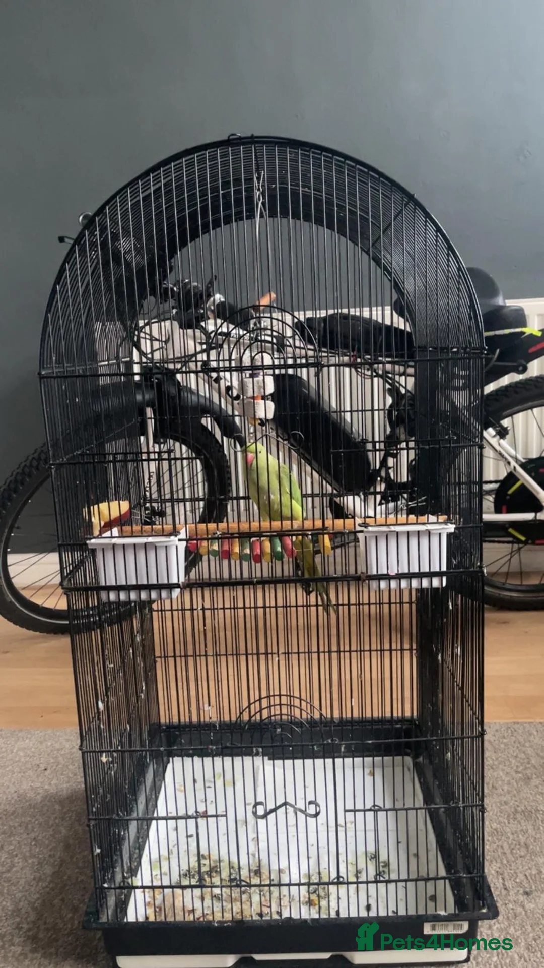 Ringnecks birds for sale: Green Indian ringnecks parrot  in Birmingham - Advert 2