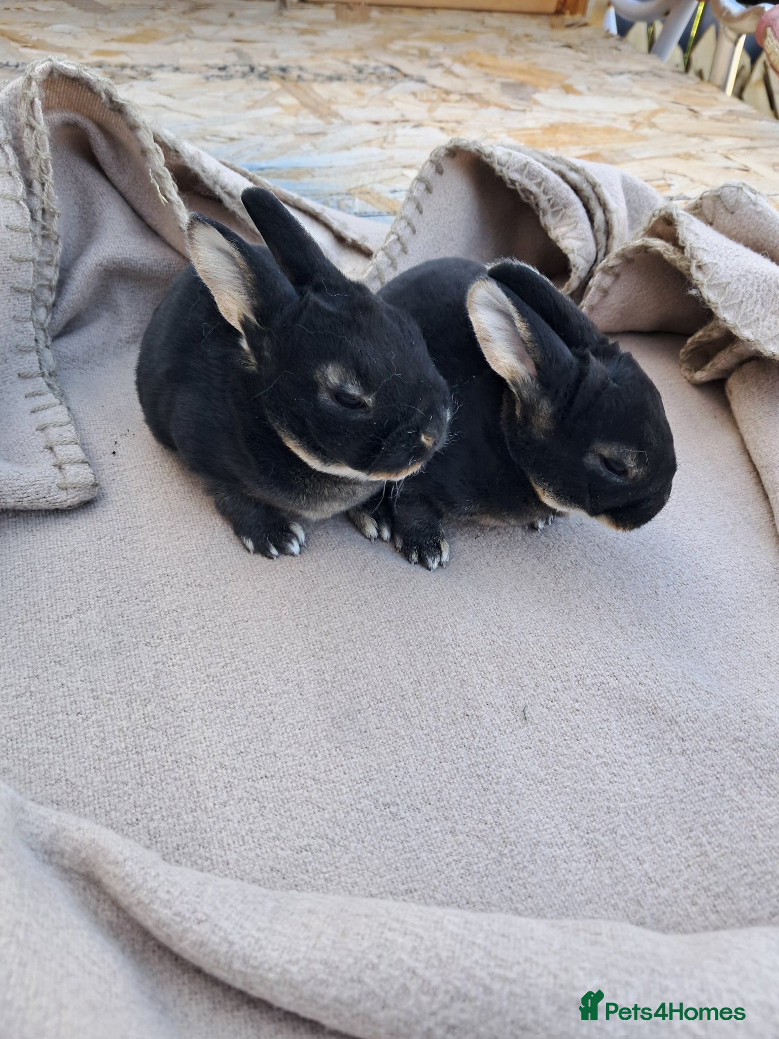 Rex rabbits *update only one rex baby left - Advert 2