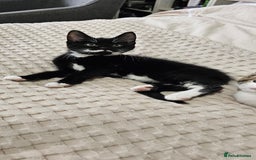 Mixed Breed cats for sale: Beautiful friendly kitties 💖 ready for homes 💕 - Image 24
