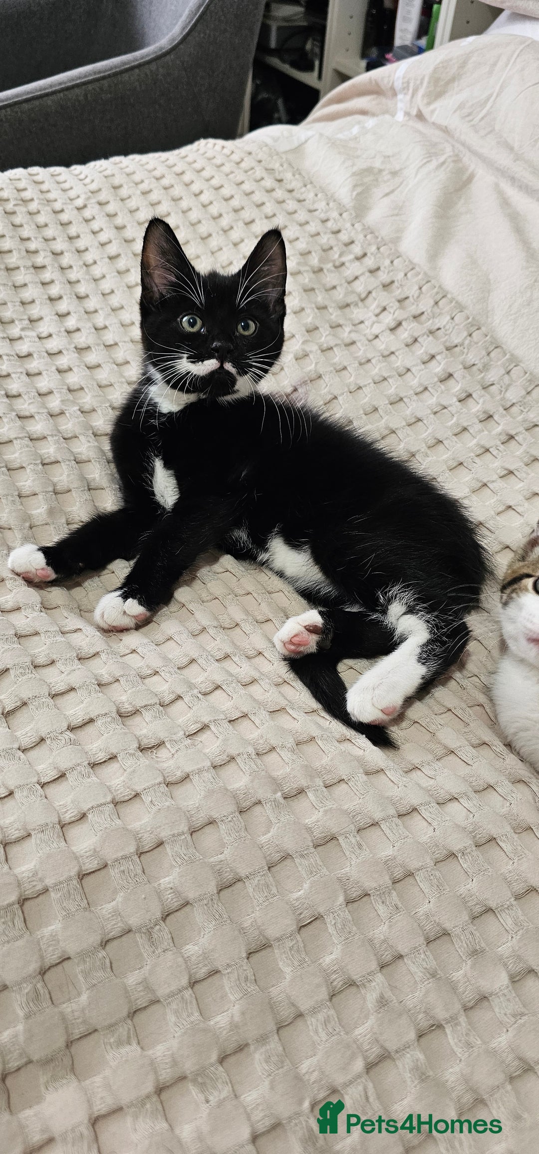 Mixed Breed cats for sale: Beautiful friendly kitties 💖 ready for homes 💕 - Image 24