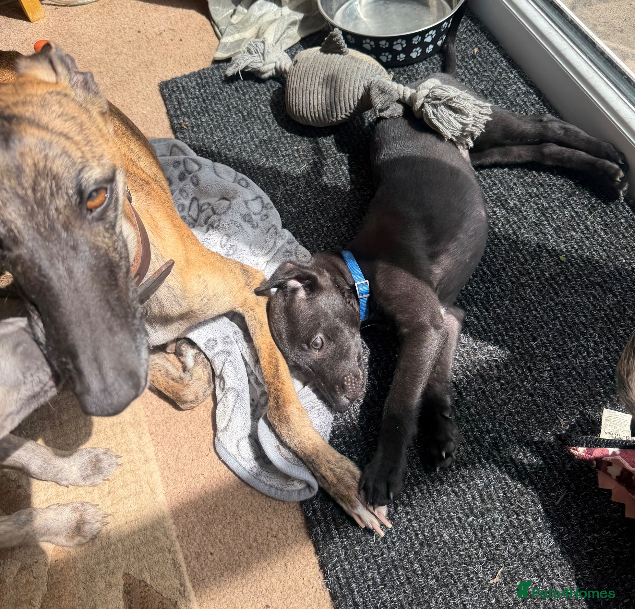 Whippet dogs Last one - LEAFENDENS DARK KNIGHT ready now - Advert 2