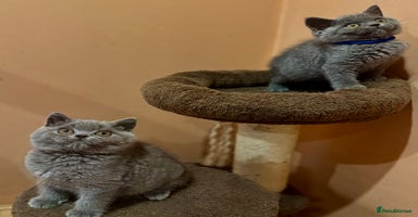 British Shorthair cats - Advert 6