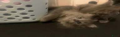 Tazer