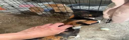 Mixed Breed cats for sale: Mixed litter of 4 kittens - Advert 5