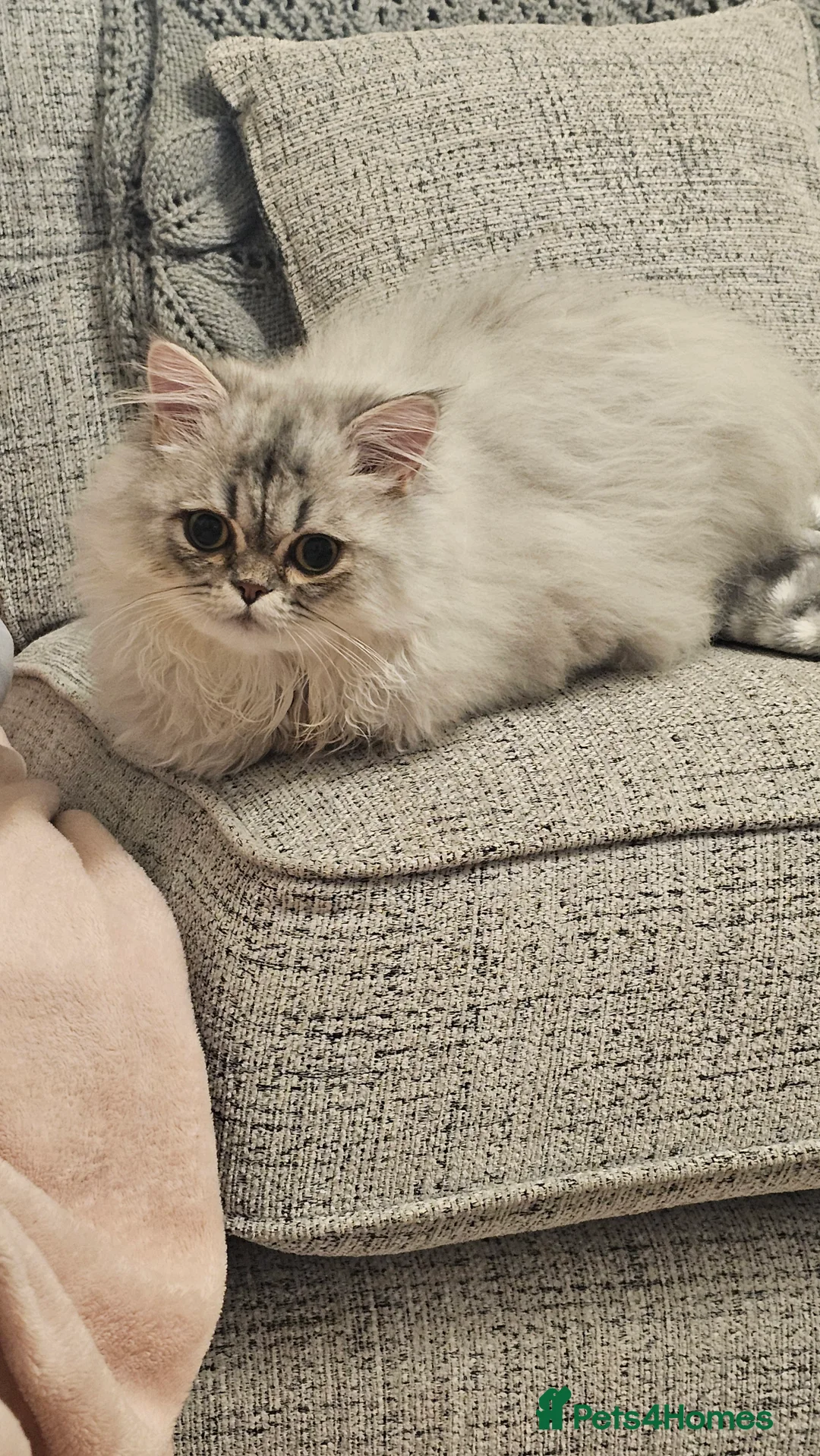 Persian cats for sale: Persian Chinchilla  - Advert 2