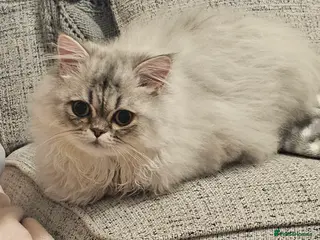 Persian cats Persian Chinchilla - Advert 4