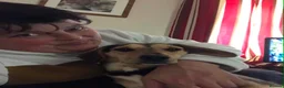 Mixed Breed dogs for adoption: Lottie –  10 months old, Mixed Breed Girl Pup - Advert 9
